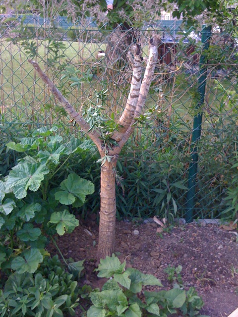 Tetrapanax 201105 03.JPG