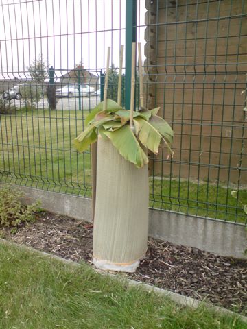 Musa basjoo 03 2008-11.JPG