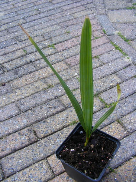 MP plantjes 008.jpg