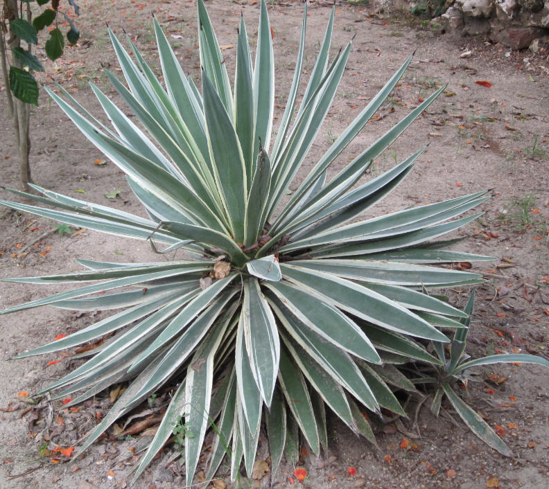 yuca.jpg