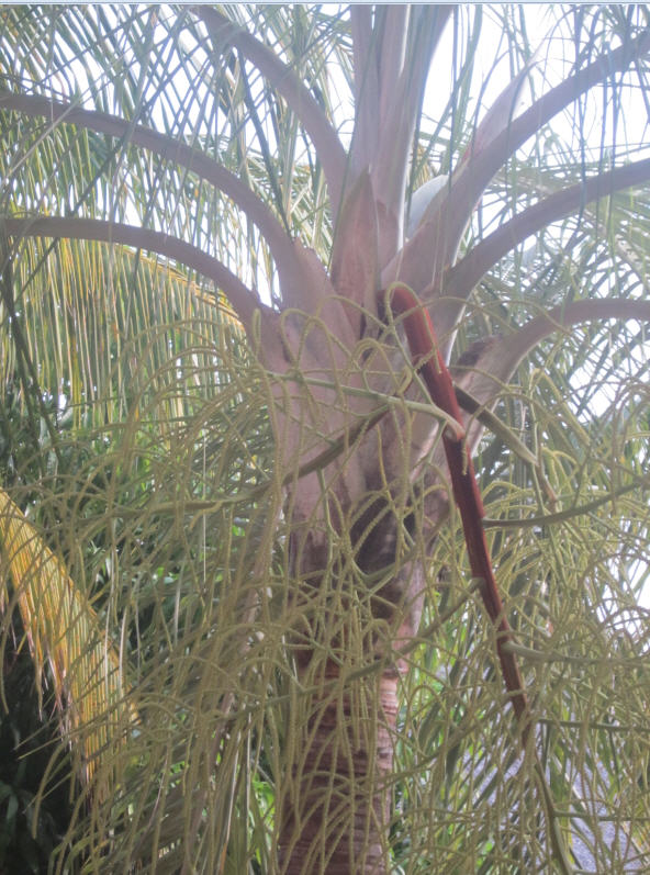 palm a.jpg