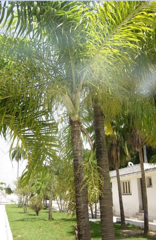 palm b.jpg