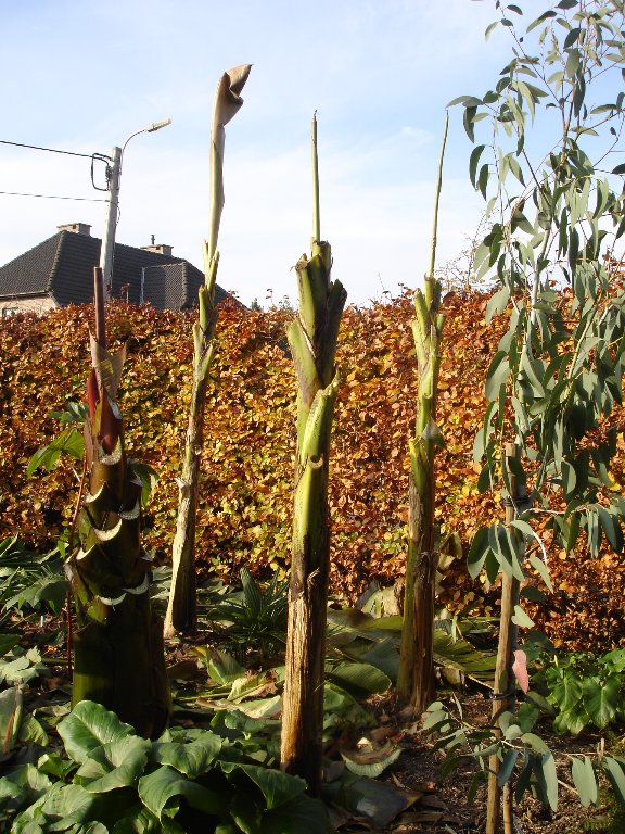 tuin 389_576x768.jpg