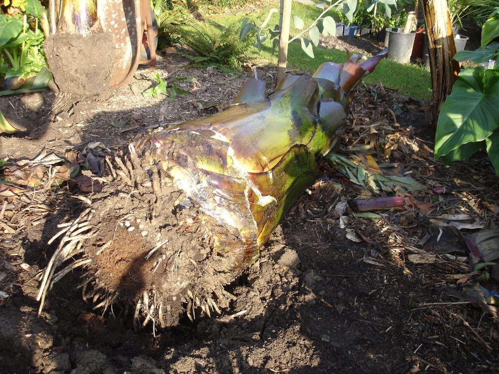 tuin 391_1024x768.jpg