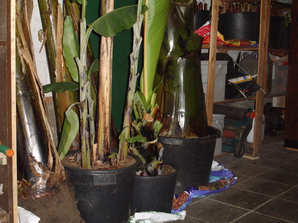 tuin 393_1024x768.jpg