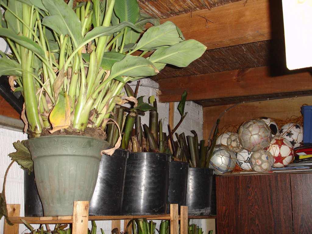 tuin 395_1024x768.jpg