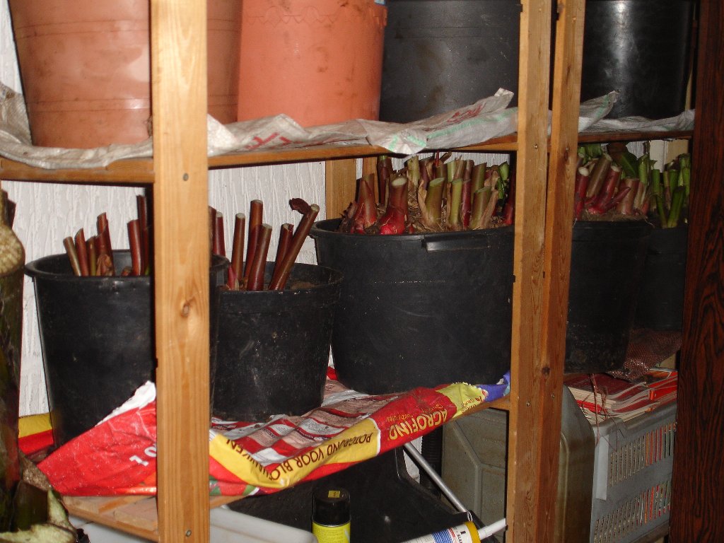 tuin 397_1024x768.jpg