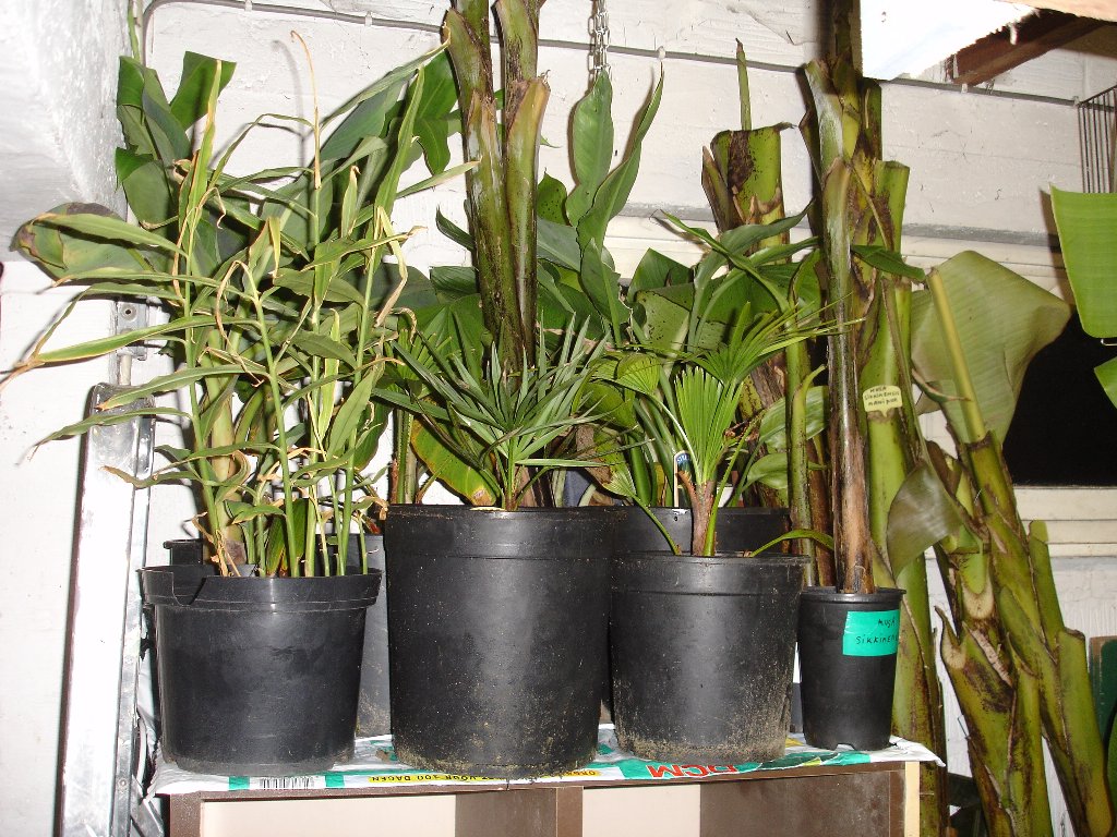 tuin 398_1024x768.jpg