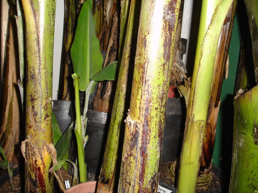 tuin 405_1024x768.jpg