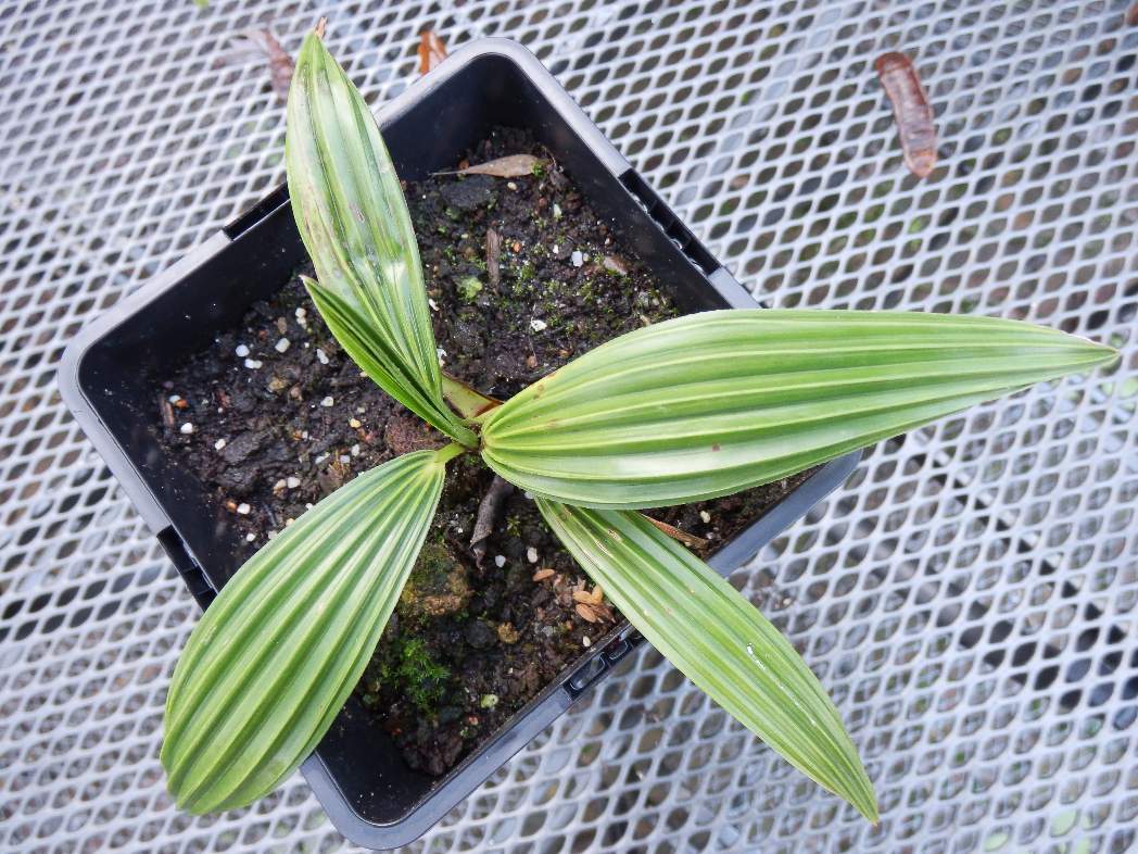 Herschaalde kopie van PC240001.jpg