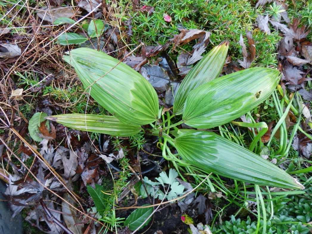 Herschaalde kopie van PC240005.jpg