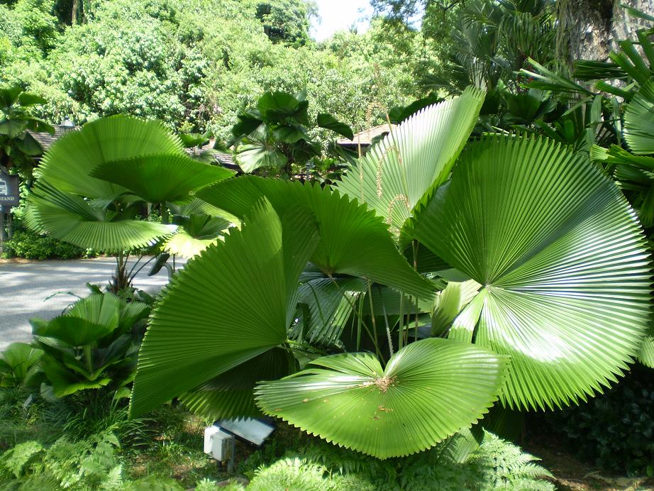 Asia 2011 085a.jpg