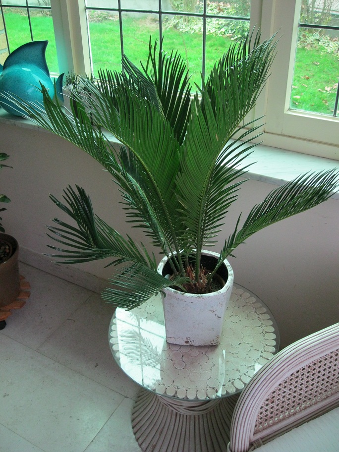 cycas revoluta.jpg