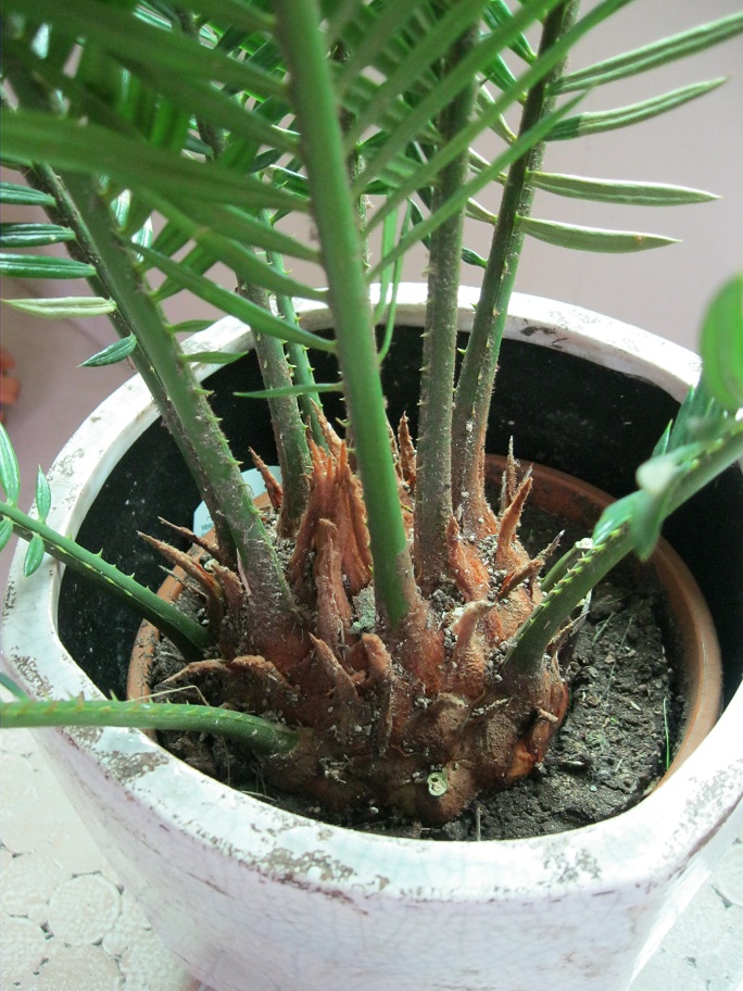 cycas revoluta1.jpg