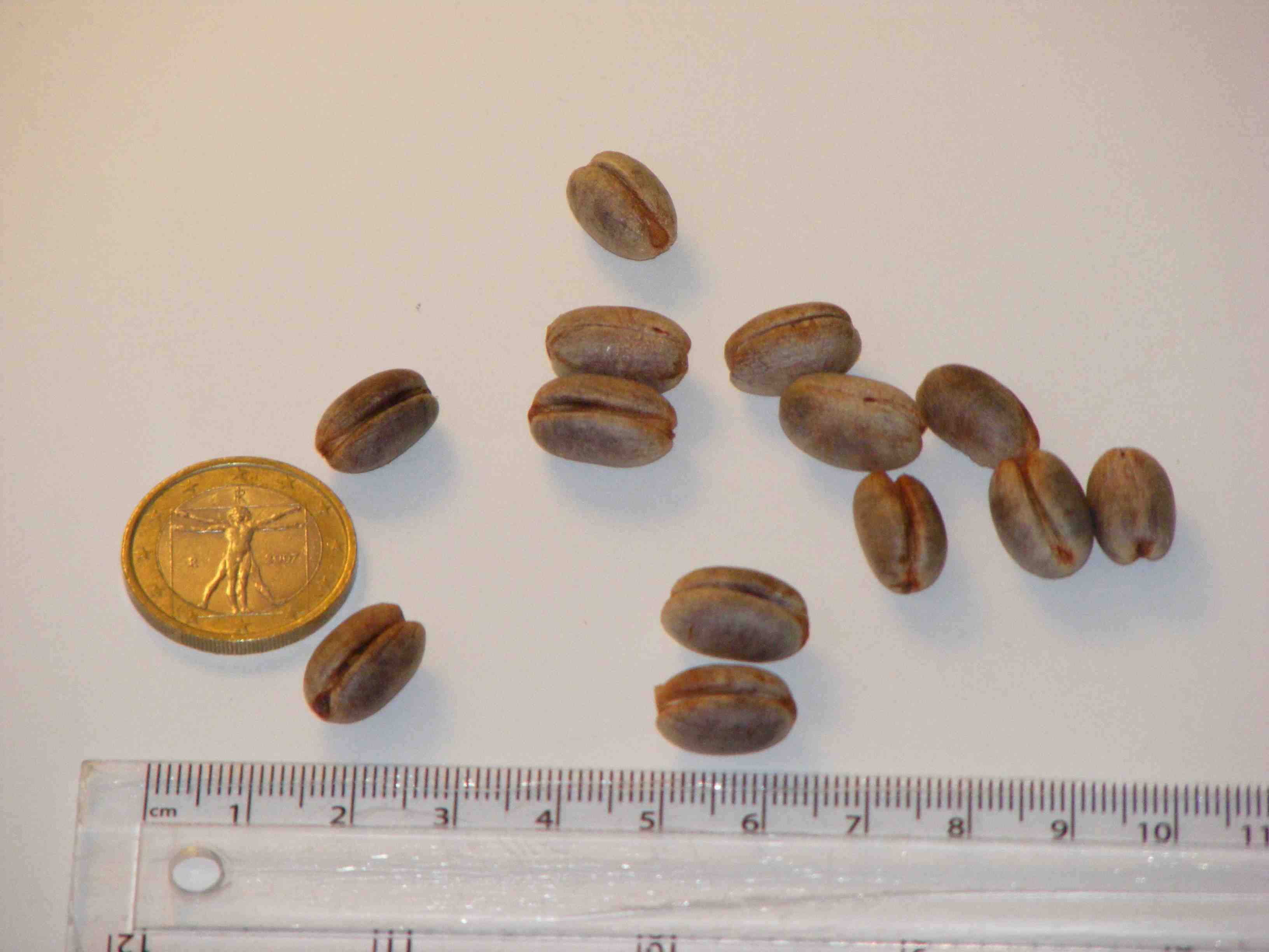 Phoenix_canariensis.jpg