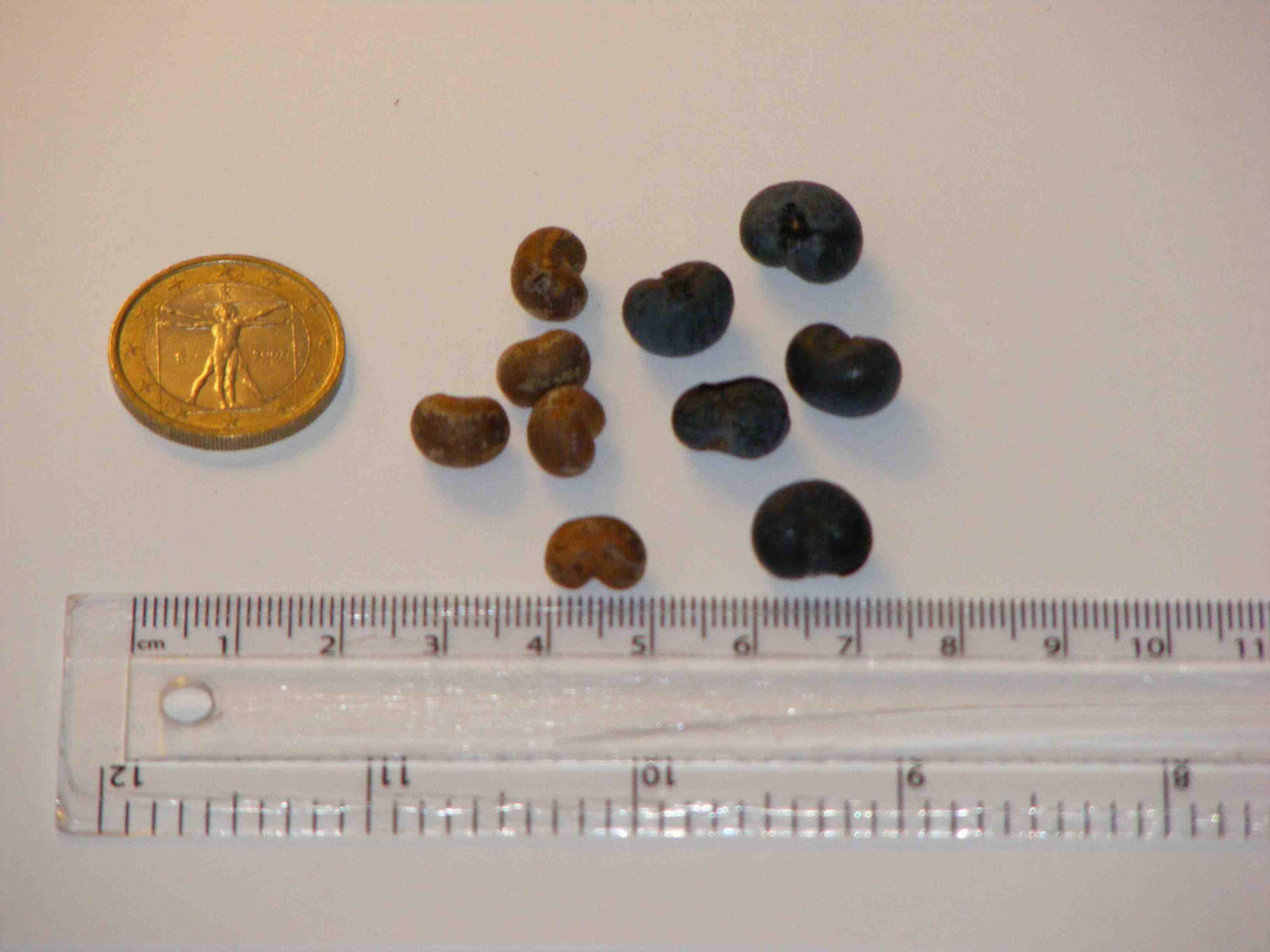 Trachycarpus_fortunei.jpg