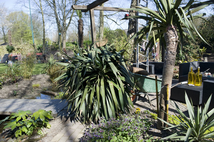 08-04 gratis yucca in de kruiwagen.jpg