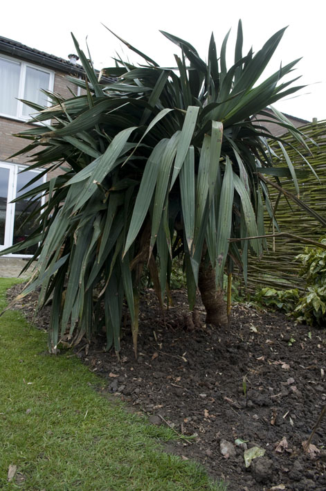 08-04 gratis yucca .jpg