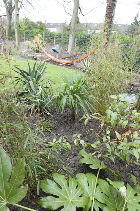 08-04 in de midden een kruising tussen een wagerianus en fortunei.jpg