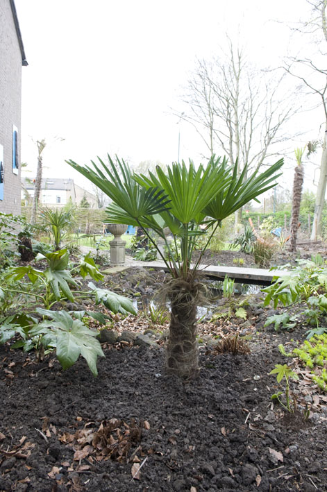 08-04 nieuwe aanschaf van palmgardens, wagerianus.jpg