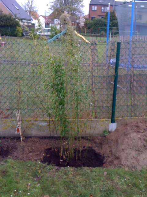 Fargesia denaduta 'Lancaster 1' 201204.JPG