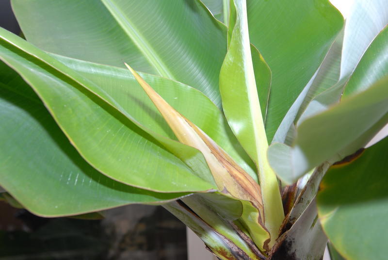 Banaan 20120117 NSC_2080_klein.JPG