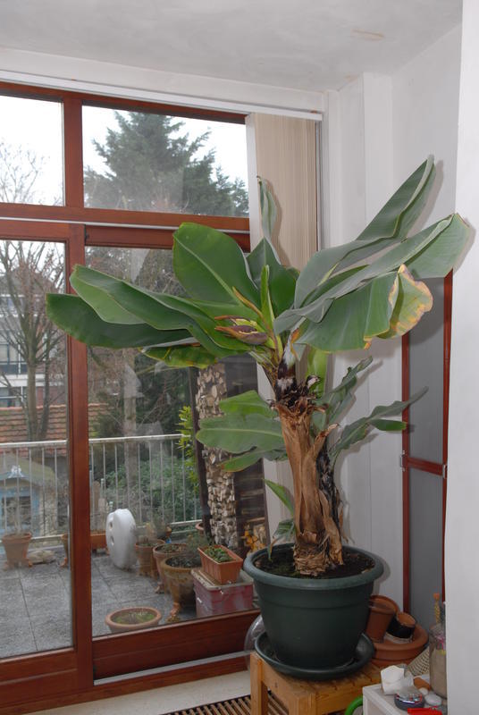 Banaan 20120129 NSC_2104_klein.JPG