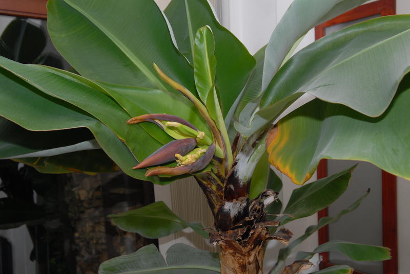 Banaan 20120131 NSC_2107_klein.JPG