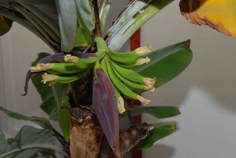 Banaan 20120205 NSC_2168_klein.JPG