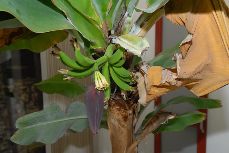 Banaan 20120216 NSC_2225_klein.JPG