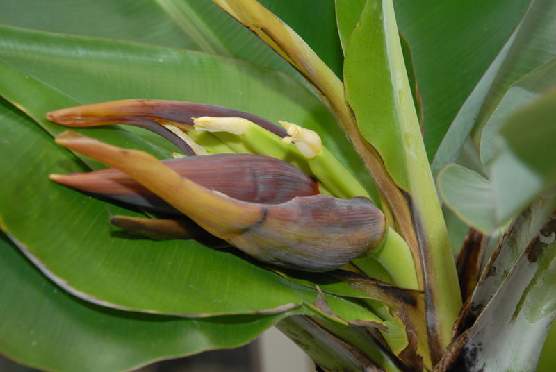 Banaan 20120129 NSC_2098_klein.JPG