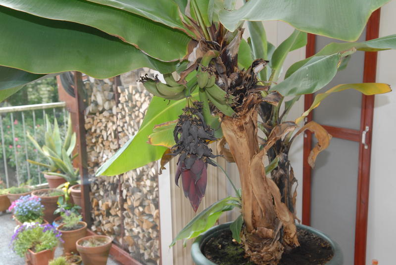 Banaan 20120427 NSC_2470_klein.JPG