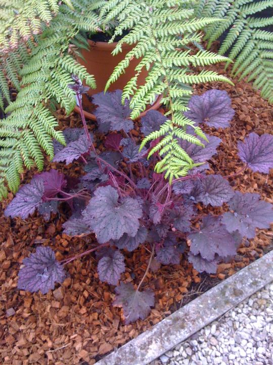 Heuchera 'Frost Violet' 20120507.jpg