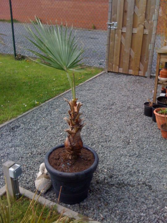 Washingtonia jan 201205.jpg