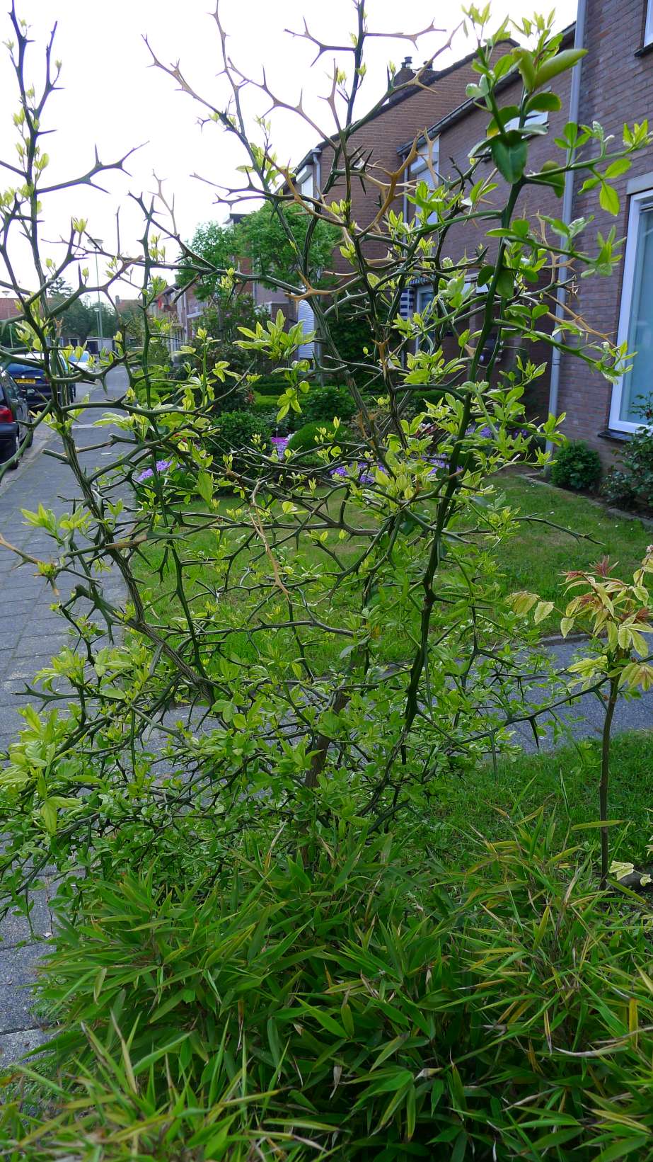 P1080031-K290.jpg
