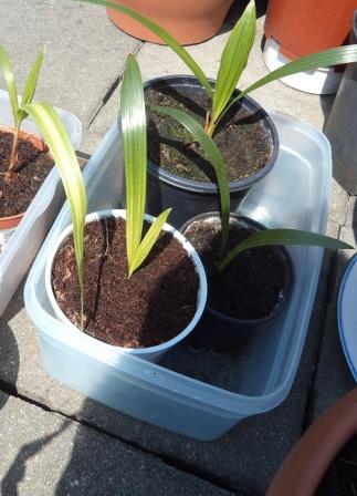 DSC00499 - kopie.JPG