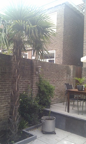 palm leeft nog 2011b.jpg