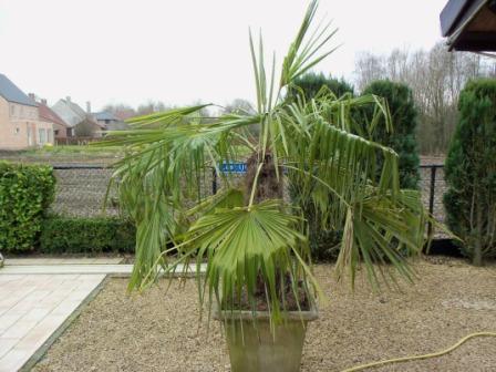 palm 2012 056.JPG