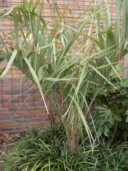 butia.jpg