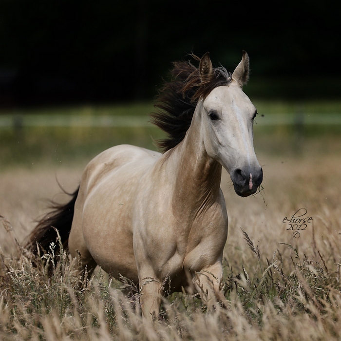 e-horse_juli.jpg