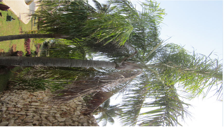 Palm 3.jpg