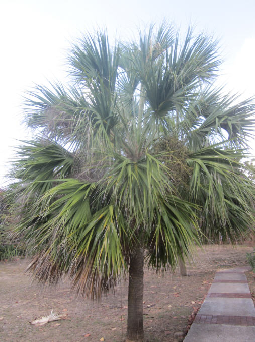 Palm 2c.jpg