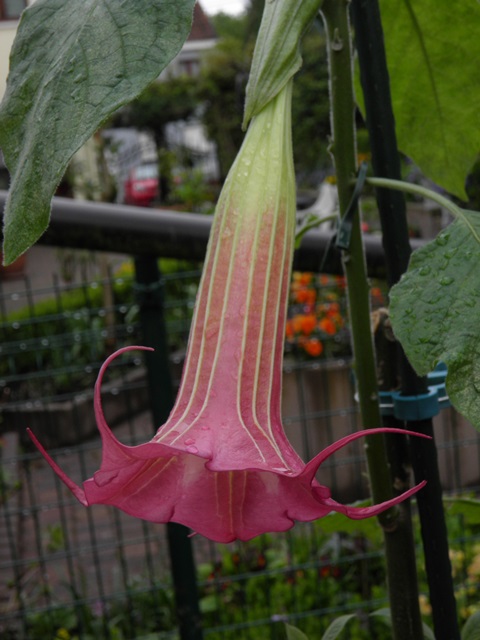 H. Elinor - 1.JPG