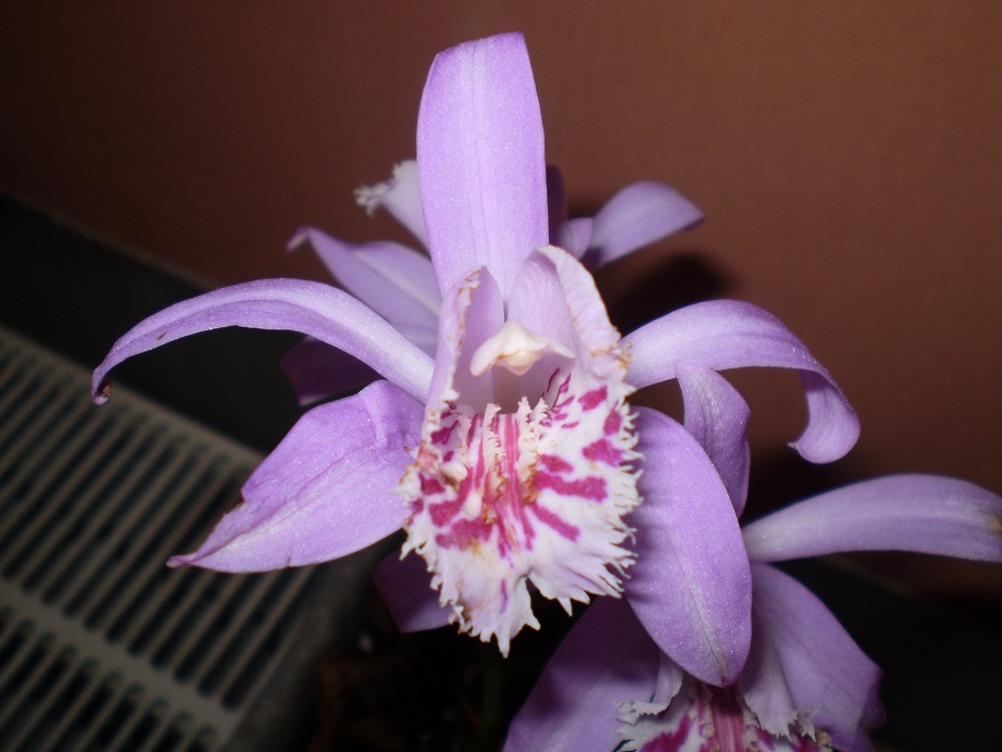 Pleione 2a.JPG
