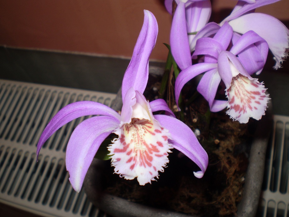 Pleione3a.JPG