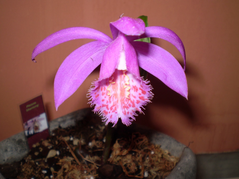 Pleione Shantung a.JPG