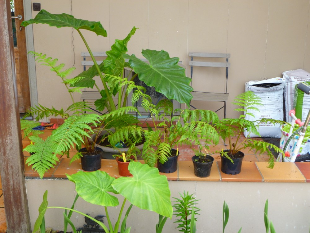 P1010802 (1000 x 750).jpg