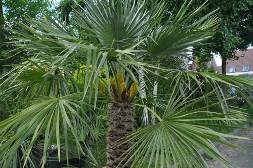 Chamaerops_bloeiend.jpg