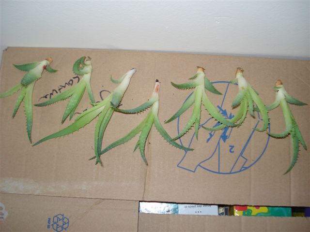 Aloë's.JPG