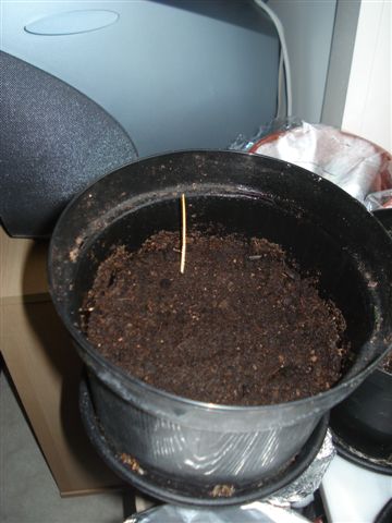 Acoelorrhaphe wrightii.1.JPG